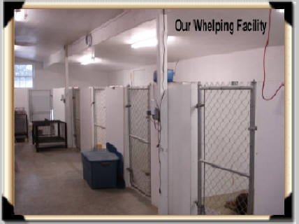 smith standard poodles whelping facility