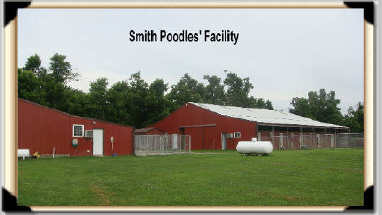 Standard Poodle Breeder facility