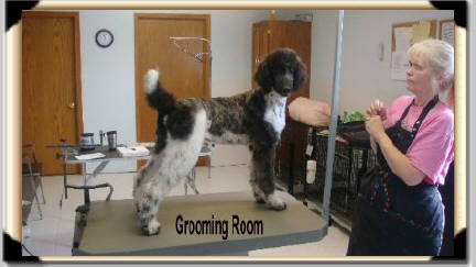 smith standard poodles grooming room