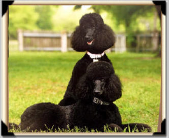 2 Phantom Standard Poodles