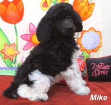 parti standard poodle puppies