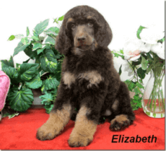 phantom standard poodle puppies