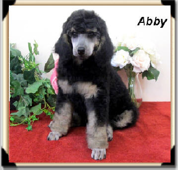 abby female parti poodle