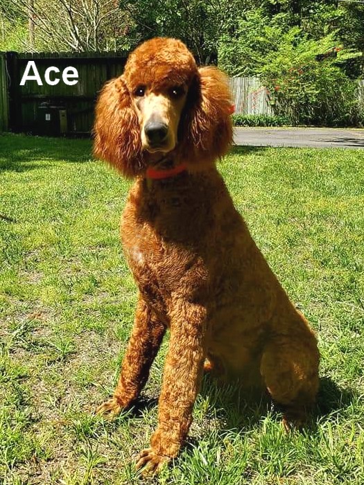 ace Male Standard Poodle
