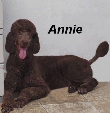 annie Female Standard Poodle