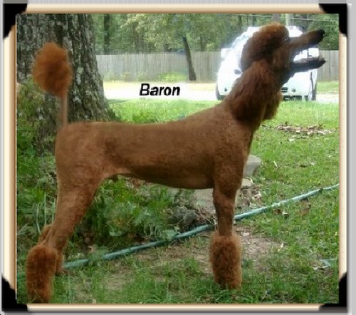 Baron” Red Sire