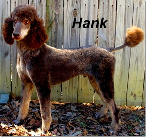 hank Male Standard Poodle
