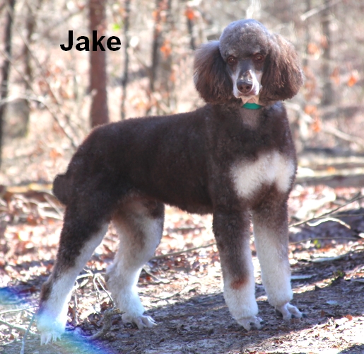 jake Male Standard Poodle