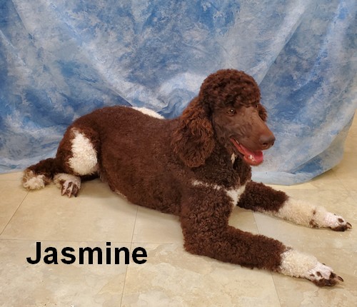 jasmine Female Standard Poodle