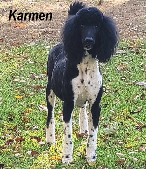 karmen Female Standard Poodle