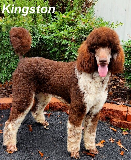 kingston Male Standard Poodle