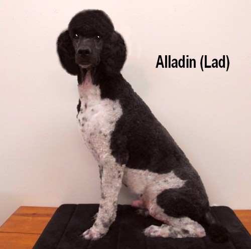 Alladin” (Lad) Son of Magic & Edie. Grandson of Mo Bandy