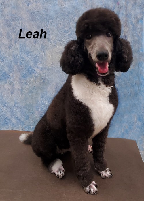 leah Female Standard Poodle
