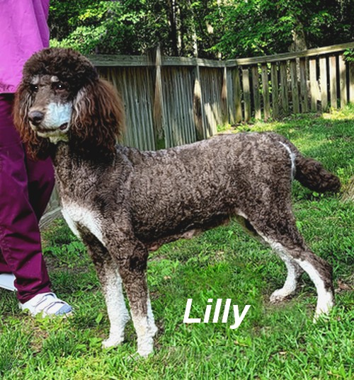 lilly Female Standard Poodle