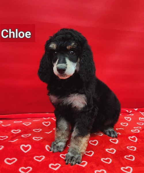 chloe Phantom Standard Poodle 