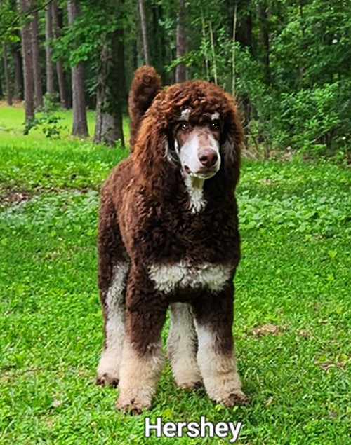 hershey Phantom Standard Poodle 