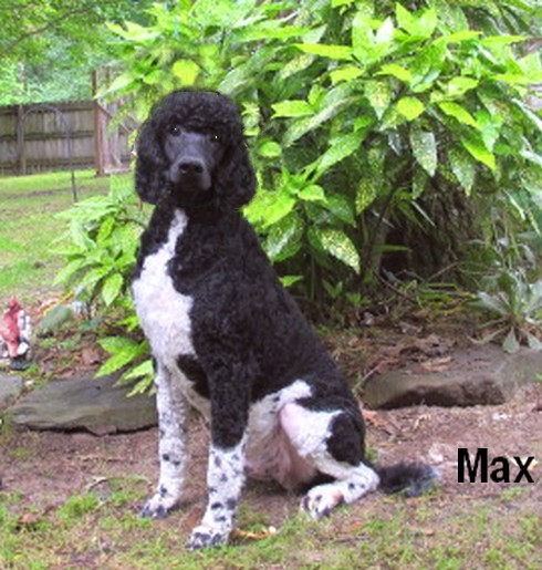 max Male Standard Poodle