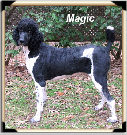 magic Male Standard Poodle
