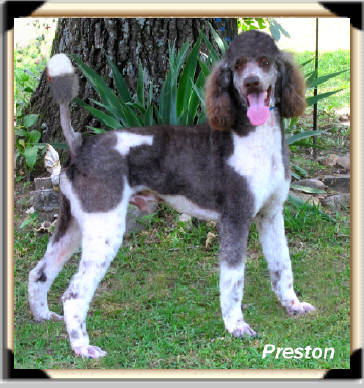 preston Male Standard Poodle