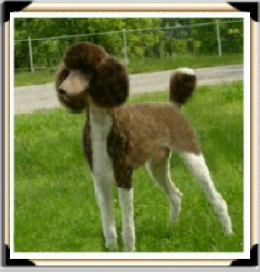 tux Male Standard Poodle