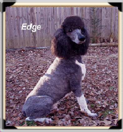 edge Male Standard Poodle