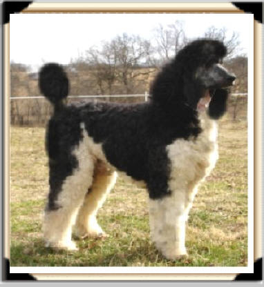 brandy Male Standard Poodle