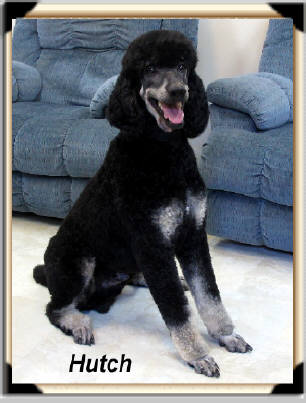 hutch Male Standard Poodle