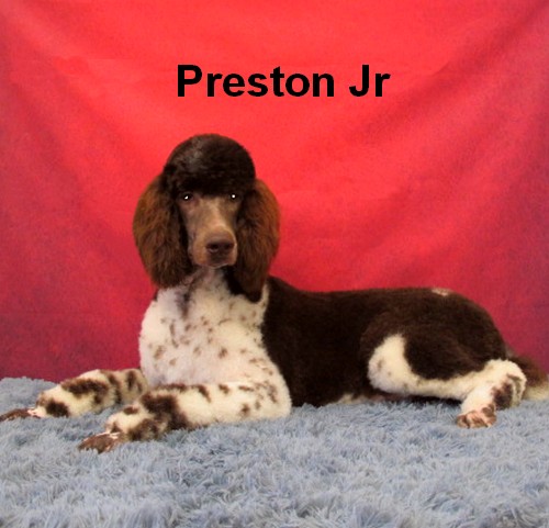 preston jr Male Standard Poodle