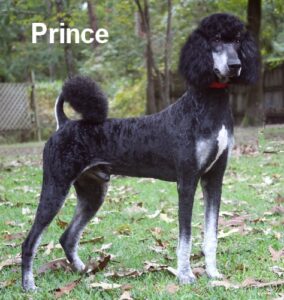 Black and grey Male Standard Poodle