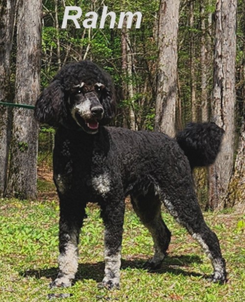 rahm Male Standard Poodle