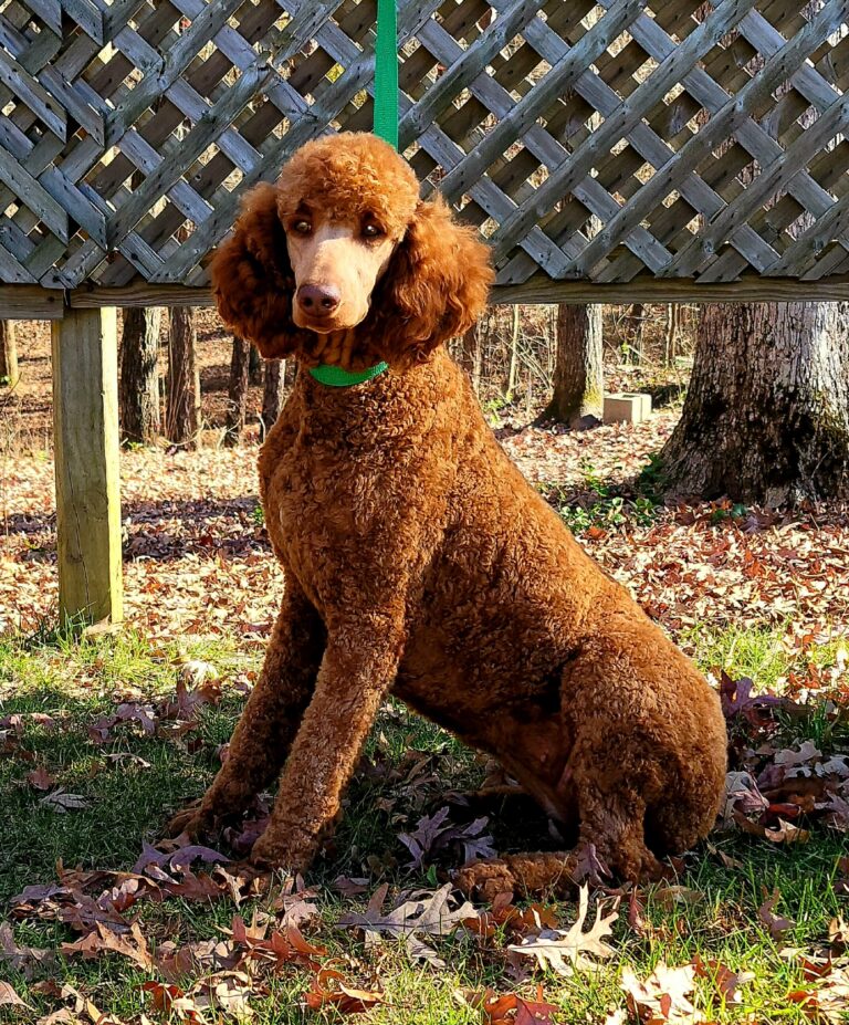 reba Female Standard Poodle