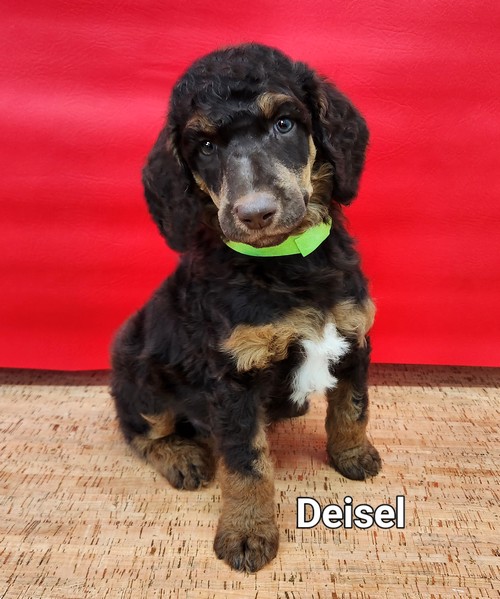 deisel Phantom Standard Poodle 