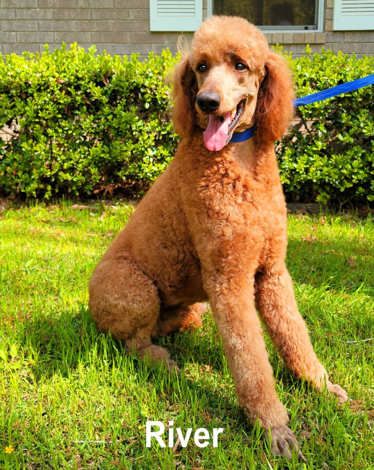 river Male Standard Poodle