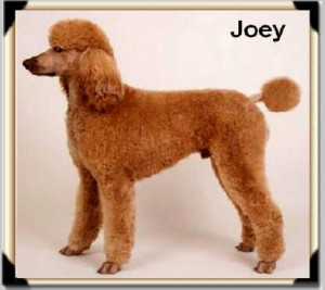 Joey” – Red Sire