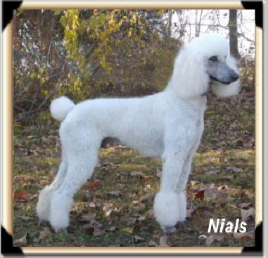 Nials” White Sire-Retired