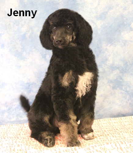 jenny Phantom Standard Poodle 