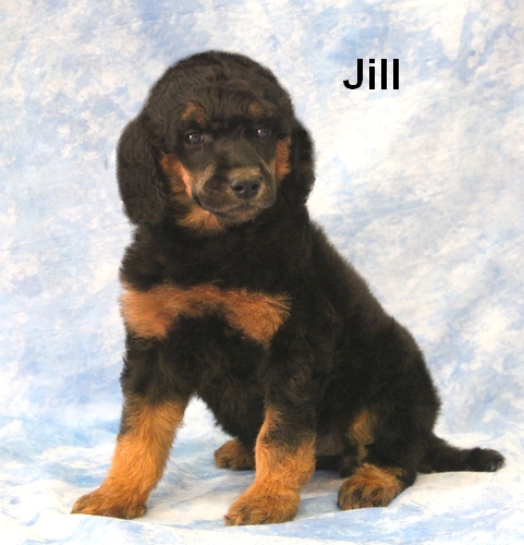 jill Phantom Standard Poodle 