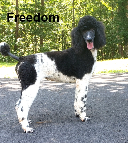 freedom Female Standard Poodle