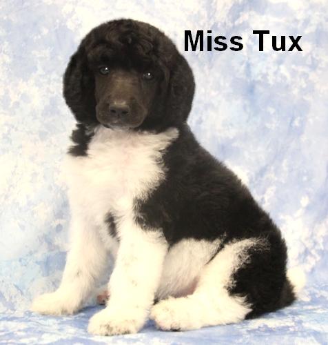 miss tux parti poodle