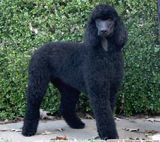black Female Standard Poodle