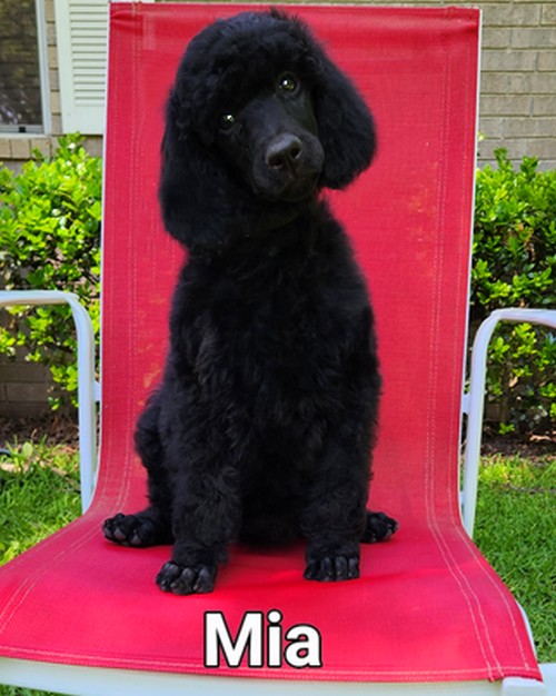 mia black standard poodle