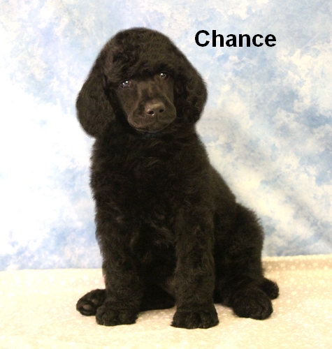 chance black standard poodle